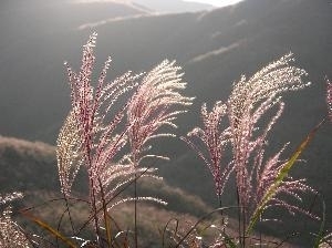 【台北八煙青年壯遊點】漁路－八煙 賞芒祭-封面
