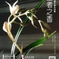 天使生活館:王者之香 國蘭展