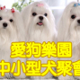 「愛狗樂園」中小型犬聚會【限額十名】-封面