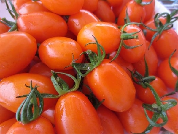 2013美濃花海暨橙蜜香番茄季-封面