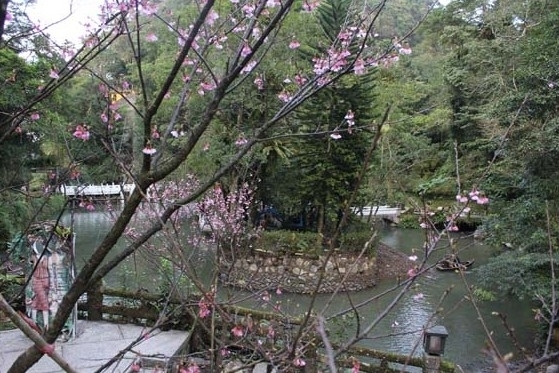 [心得]2013烏來雲仙樂園櫻花季-封面