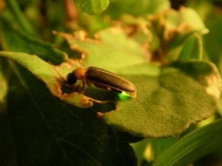 2013千蝶谷-「螢光蝶舞」螢火蟲季-封面