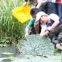 羅東自然教育中心推出「水中忍術破解班」解析水生忍者生存之道-封面