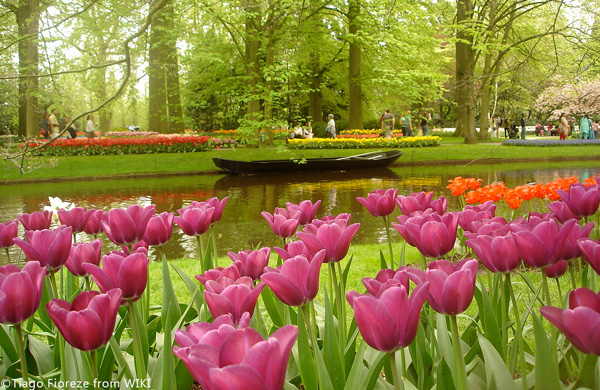 相遇！在最美麗的季節～荷蘭花季分享-封面