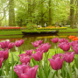 相遇！在最美麗的季節～荷蘭花季分享-封面