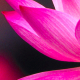 台南白河蓮花季 2015-相關圖片