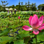 桃園觀音蓮花季2014-封面