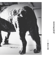 设计放映室 - 森山大道 犬の记忆-封面