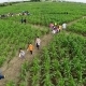 [心得]2015義竹鄉玉米文化季-相關圖片