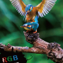 鳥語花香,琴瑟和鳴 ---RGB攝影聯展-封面