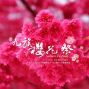 幸福櫻花音樂會 就在九族文化村-封面
