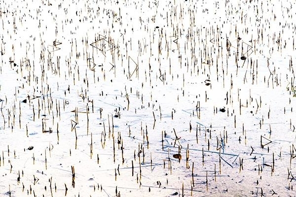 【靜慮藝術】為荷一問-馬瑄攝影個展-封面 【靜慮藝術】為荷一問-馬瑄攝影個展-封面