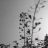 林思頻