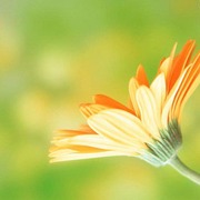 鄭菊