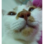 查金追