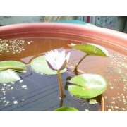 許清月