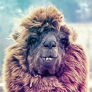 科科比