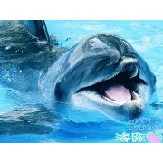 Dolphin Li