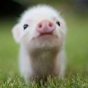Pig Bobby