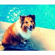 Collie Lu