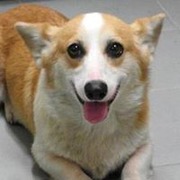 Welsh Corgi