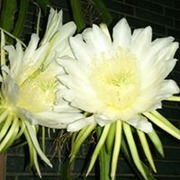 楊翔詠