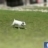Anni Cheng
