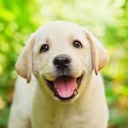 黃狗狗