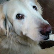 Charlie Mu