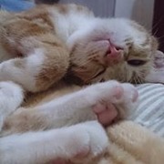 周子樱